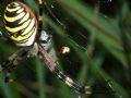 Argyrodes argyrodes